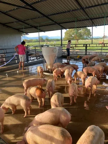 Estou doando porco pois vou me mudar para a cidade 