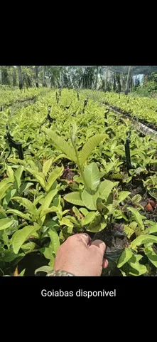 Mudas de goiaba 