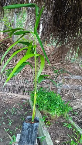 Muda de açaí 