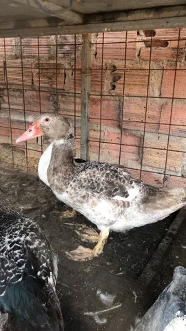Vendo patos