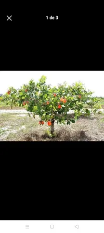 FABRICA DE CASTANHA,COMPRE DIRETO DO PRODUTOR.