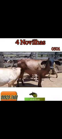 4 novilhas 
