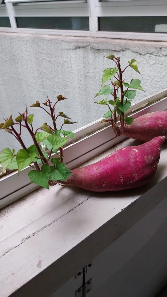 Muda de batata doce