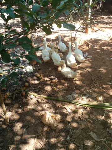 Marreco de pom pom