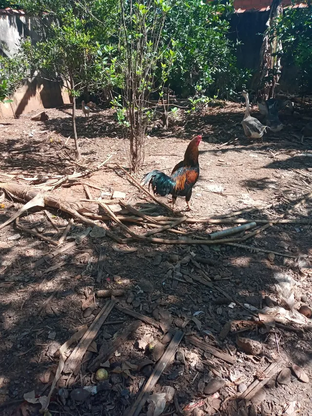 Galo raça indio
