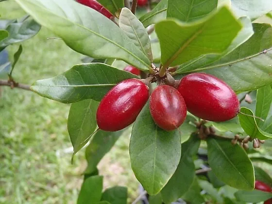 Fruta miraculina (fruta do milagre)