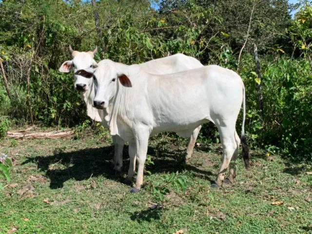 Novilhas Nelore 