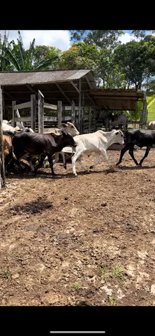8 Bezerros e 7 bezerras a venda