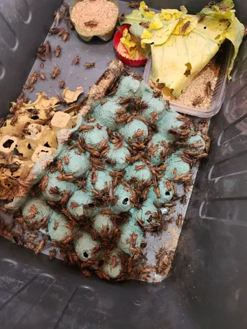 Grilos Negros de Alta Qualidade