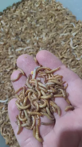 Larvas Vivas de Tenébrio Molitor (500 unidades)