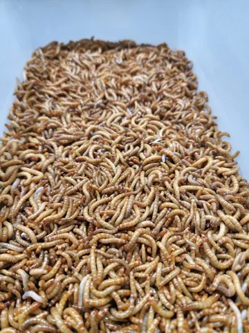 Larvas Tenébrio Molitor (1000 unidades)
