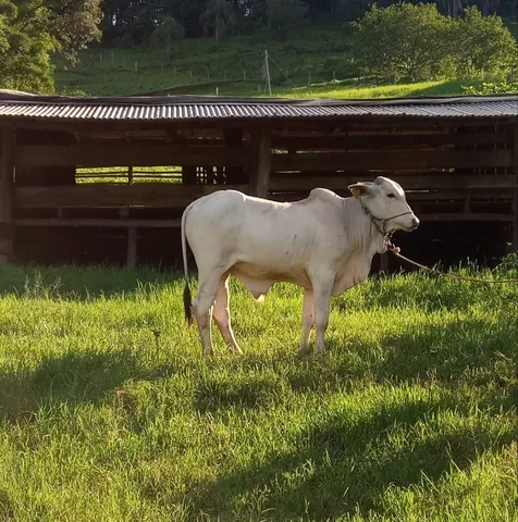 Tourinho nelore