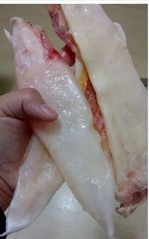 Bucho pescada amarela