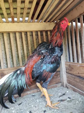 Galo índio 