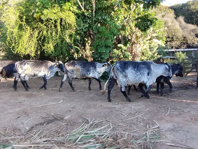Vacas leiteiras de boa procedência 