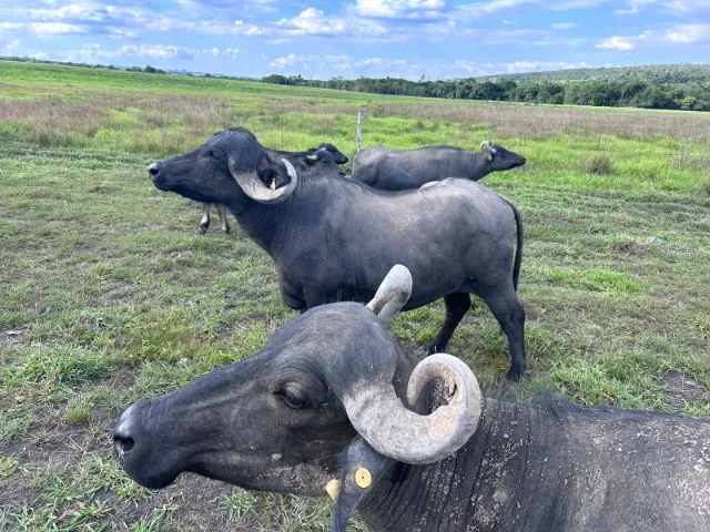 Lote de 3 búfalas adultas + um casal de bezerros