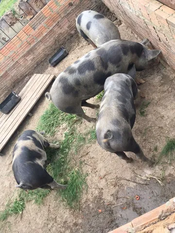 Porco e leitoa caipira