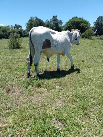 Novilho gordo 