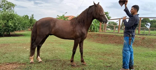 Cavalo Manga Larga marchador 