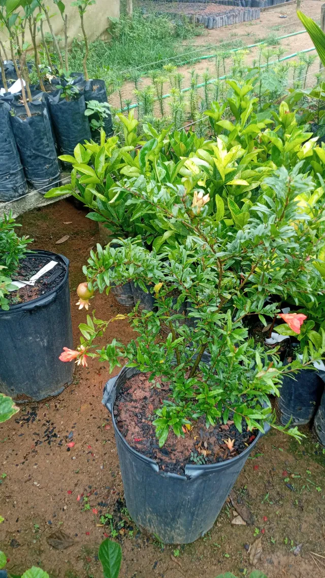 Muda de Romã Gigante produzindo, faço entregas 