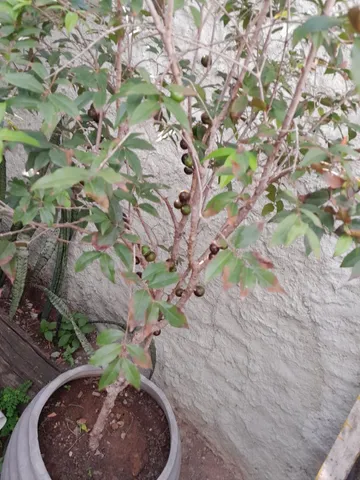 Pé de jabuticaba de vaso produzindo