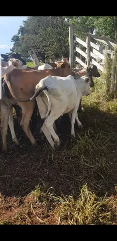 Garrotes,Bezerros e Bezerras.