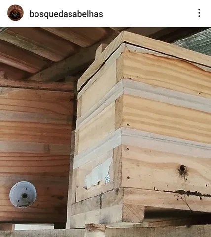 Cortiços de Abelhas Jandaíras e Mirim Mosquitinho.