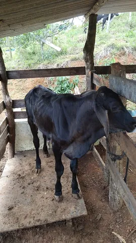 Vendo bezerro 