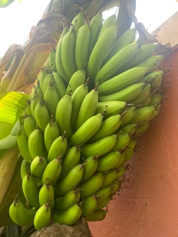 Vendo Banana Verde livre de Agrotóxico 