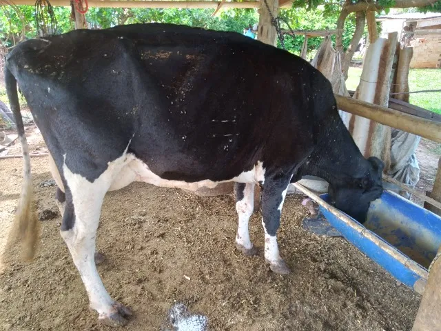 Vaca holandês 
