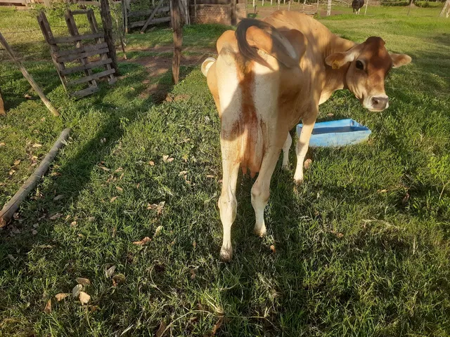 Vaca jersey 