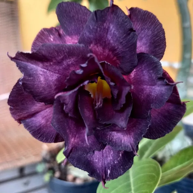 vendemos rosas do deserto 