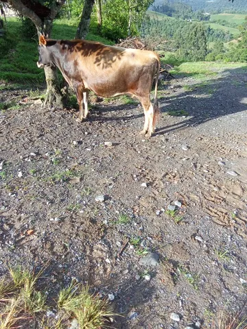 Vaca jersey 