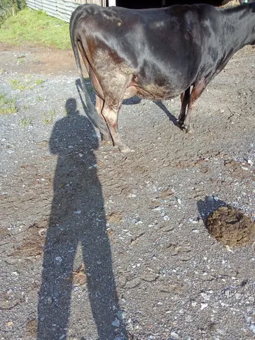 Vaca 