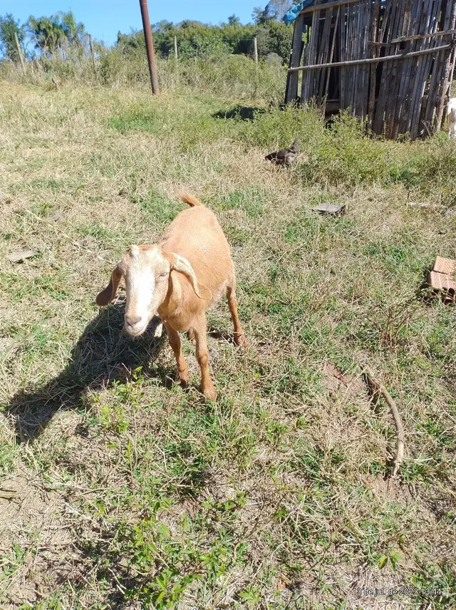 Vendo cabra