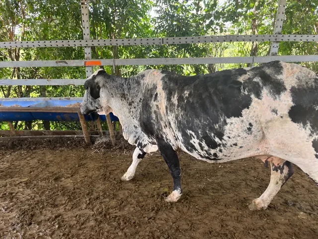 Vacas monjando