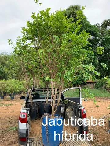 Plantas em geral todos tamanhos entregamos