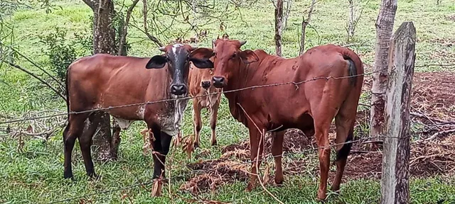 Novilhas aneloradas 24 meses