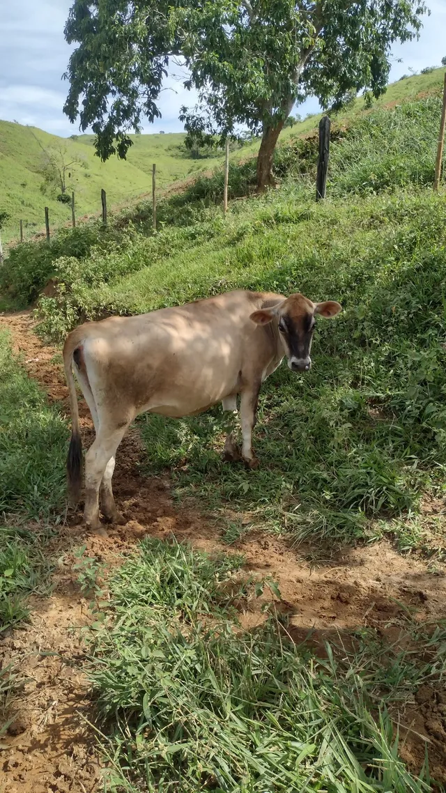 Vacas Jerseys puras