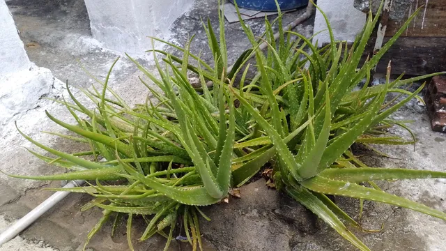 Vendo mudas de babosa ou a planta adulta 