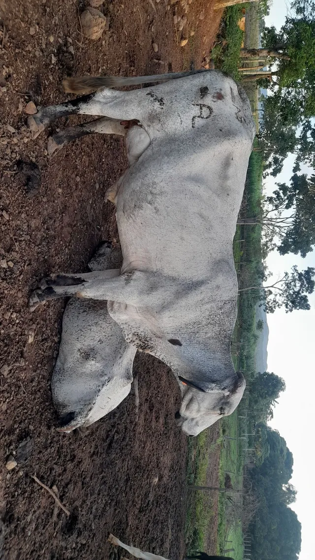 Vaca de leite 