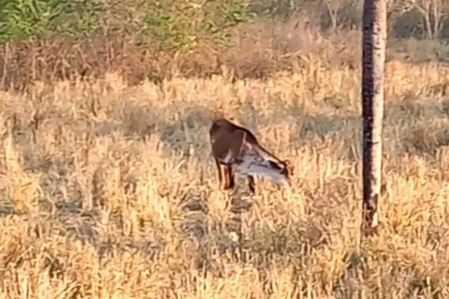 Vendo vacas