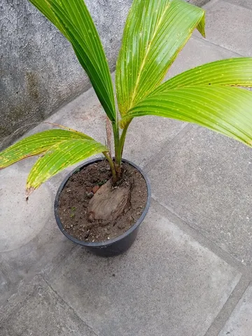 Coqueiro anã 