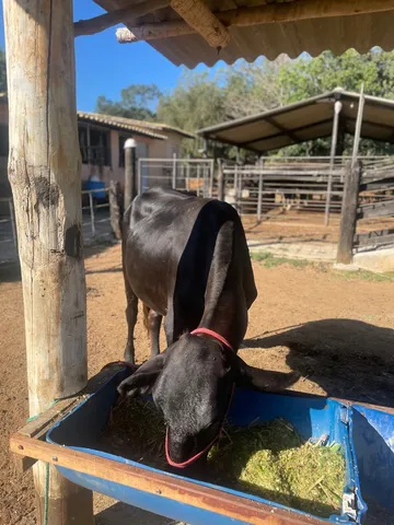 Vendo vacas girolando 1/2 sangue! Puras!!! Fiv!