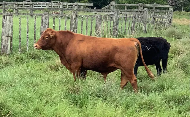 Touro RED Angus 