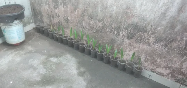 Palmeira