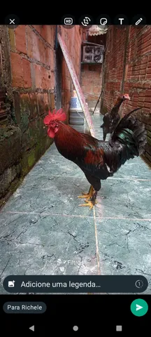 Vendo esses dois galos urgente 180 RS negociável 