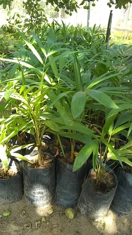 AÇAÍ - mudas- plante a sua!