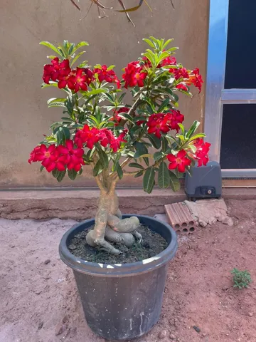 vendo linda rosa do deserto grande 