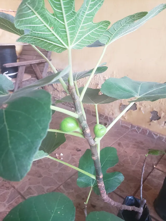 Mudas de planta 